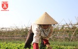 Có một nguồn cung rau an toàn dồi dào cho nội thành Hà Nội